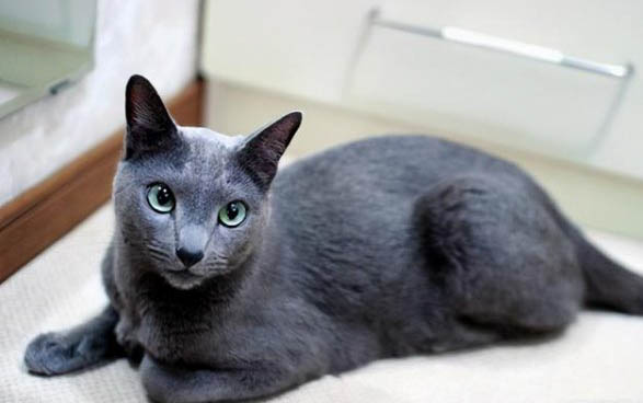 请问猫咪呕吐的原因及处理方法?