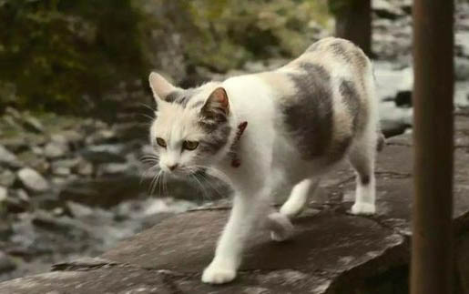 小猫喝水多正常吗