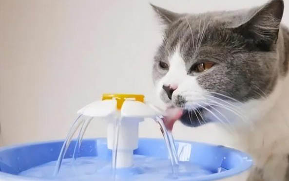 猫咪眼睛流黄水