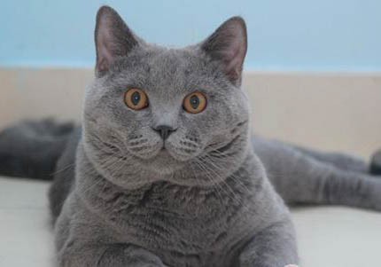 卡尔特猫太瘦了是什么原因