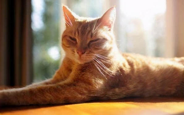 猫感冒能吃人的药吗