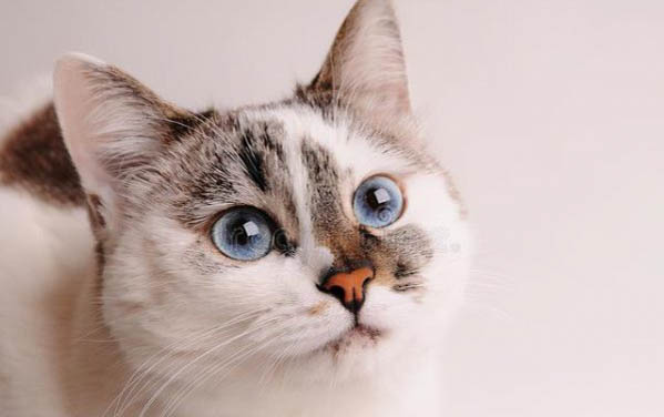 小猫的脐带剪了不绑行吗?