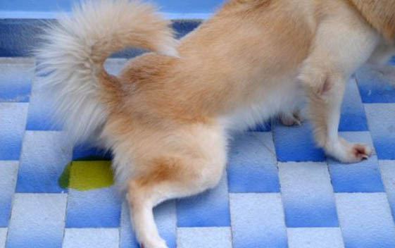 棉花面纱犬哪里有卖