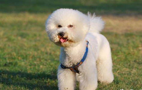 比熊犬手术伤口多久恢复