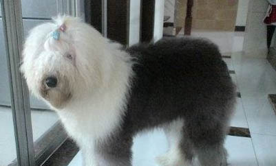 冰岛牧羊犬有哪些喜好