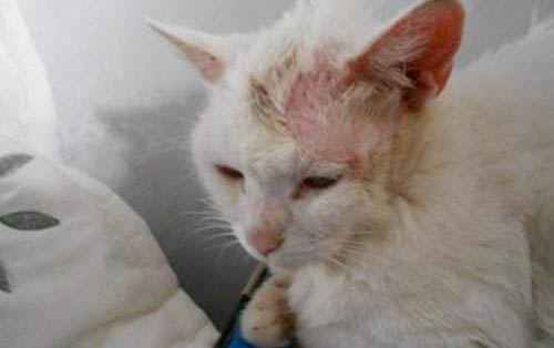 猫咪乳腺肿瘤是什么症状