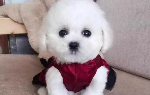 狗狗股骨头切除后遗症有哪些