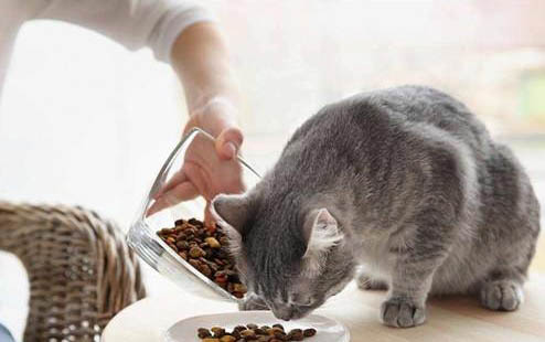 2个月的小猫可以喝多少毫升奶