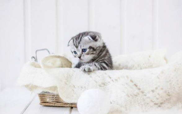 猫咪有必要吃乳铁蛋白吗