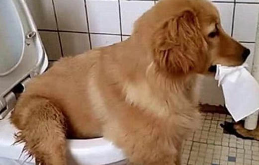 幼犬一天喂几次奶粉
