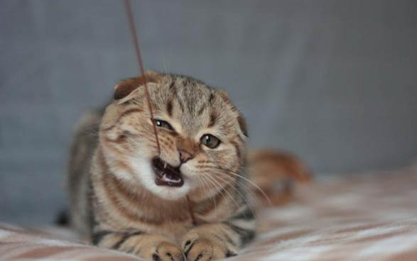一个月的小猫能吃猫条吗