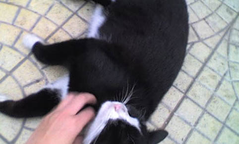 猫会放屁么