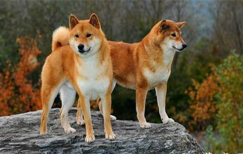 柴犬嘴巴黑多久会褪色？