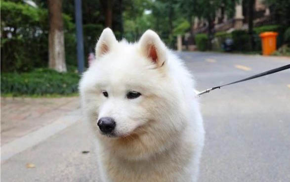 狗感冒发热用什么药