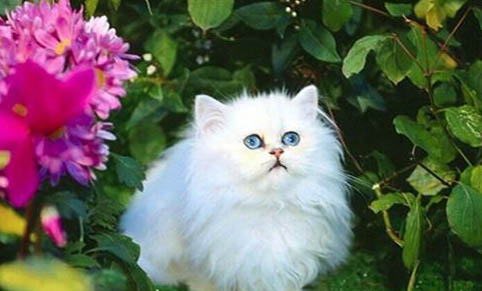 猫一天能吃几只虾