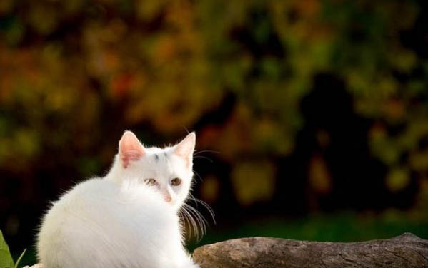 猫跑出去了怎么找回来啊