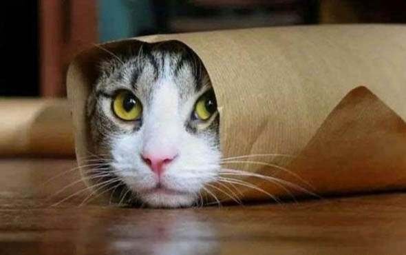 猫最贵最漂亮的品种
