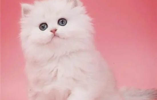 猫癣的治疗方法