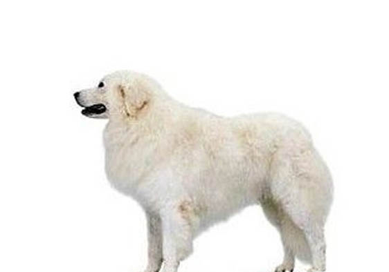 狗狗吃桃子有没有事