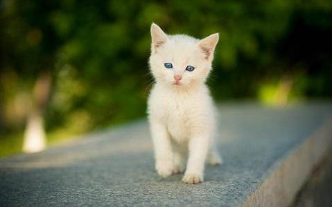 猫咪体内外驱虫药哪个好