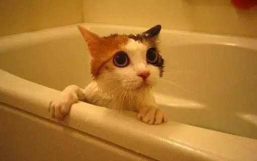 小猫得猫癣一般要多久才能治好