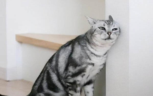 猫可以吃木耳吗