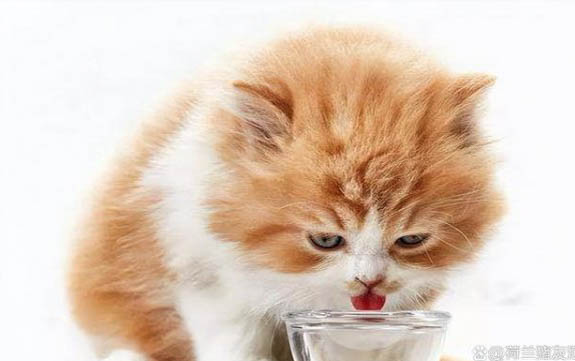 猫为什么一直吐黄水
