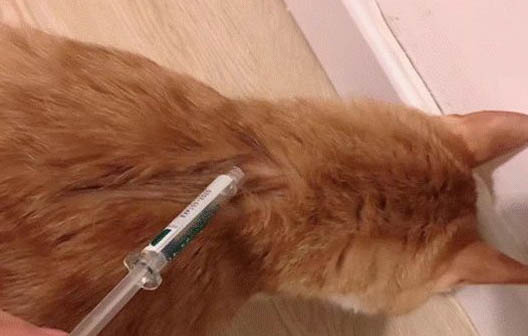 猫咪猫粮多久换一次