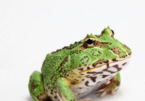 角蛙可以和乌龟一起养吗