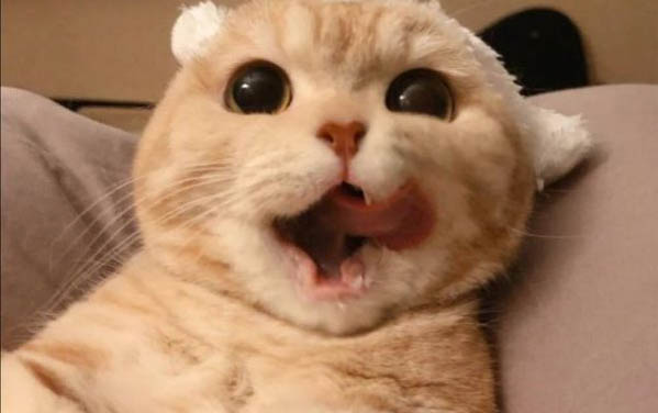 猫咪得了急性胰腺炎需要治疗多久