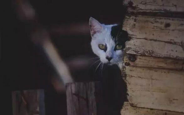 猫在换粮后出现软便多久能好呢?