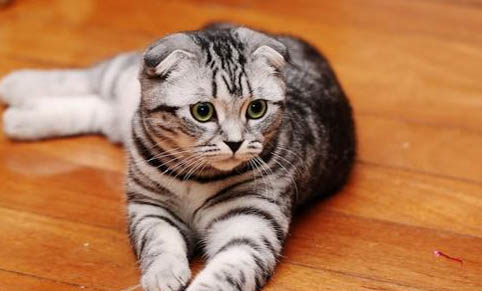猫都吃什么食物