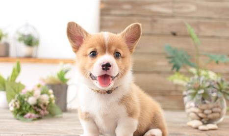 如何分辨柴犬幼犬