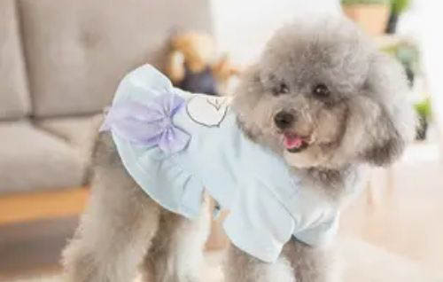 奇努克犬怎么判断生病了