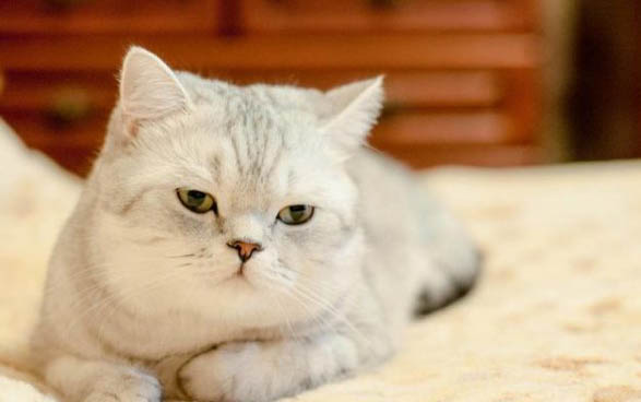 猫咪肝脏受损能自愈吗