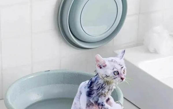 小猫要多久洗一次澡