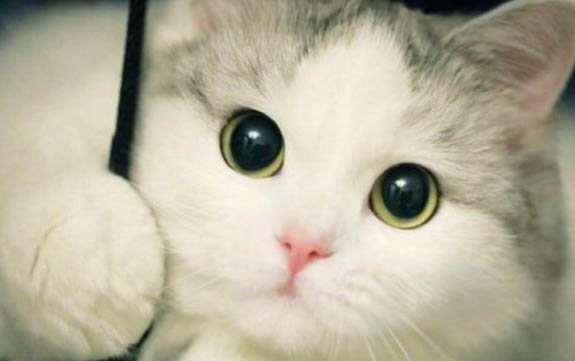 小猫晚上总叫怎么办