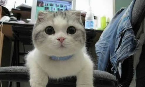 猫咪可以放在笼子里养吗