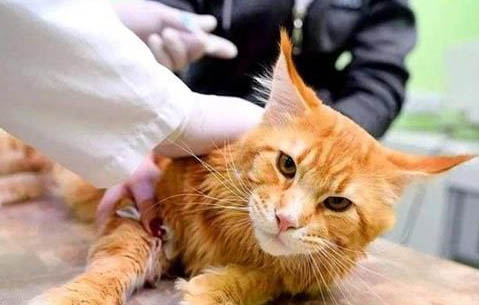 什么猫适合新手养拍照片好看
