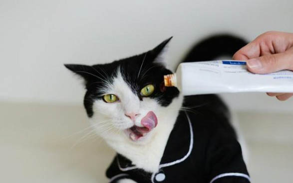 新生小猫打喷嚏的原因及处理方法