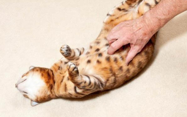 一个月小猫猫鼻支可以好吗