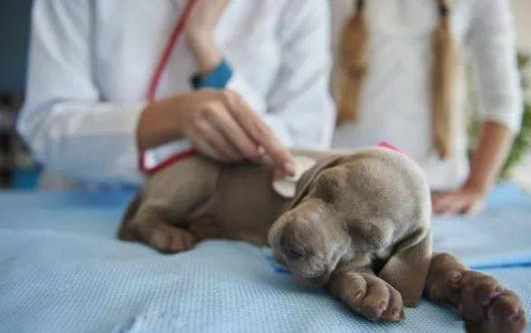 小狗出生后多久打疫苗？