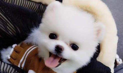 狗狗吐血了应该怎么办呢?