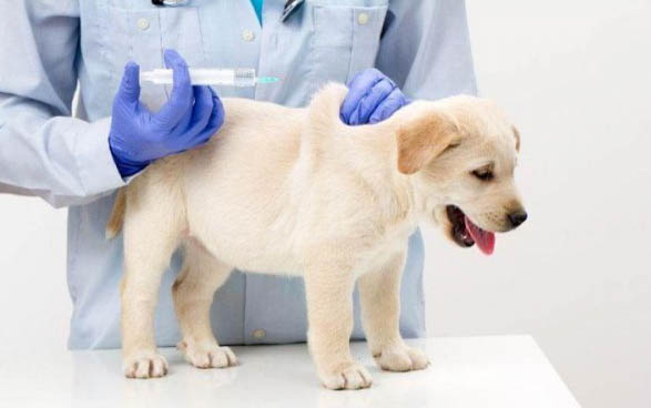 怎么样预防狗狗得细小？