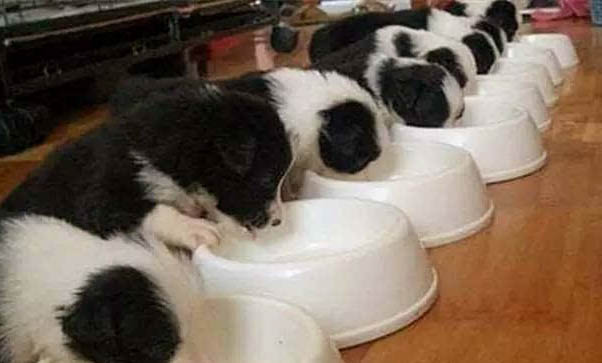幼犬狗粮哪个牌子好