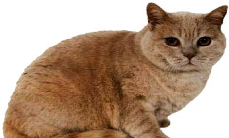 常见的短毛猫品种有哪些