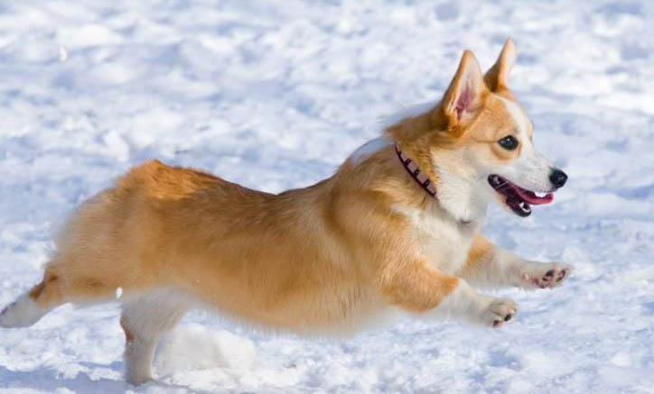 柯基犬拉血是什么原因造成的