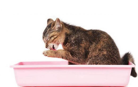 小猫长猫藓多久能好