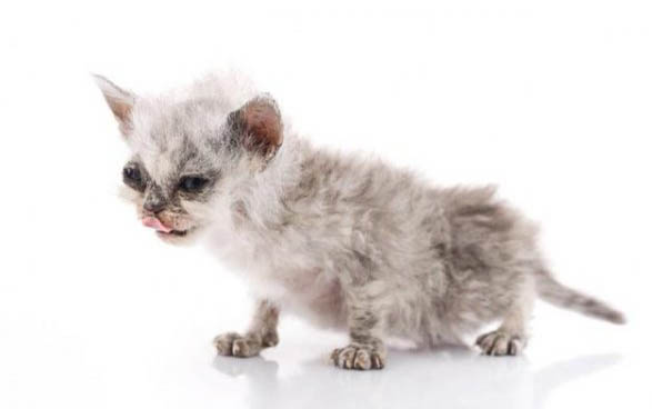 什么原因会导致猫早熟?