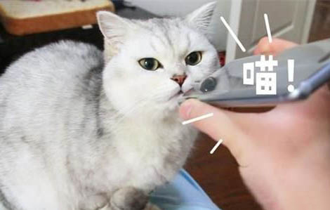 猫咪生病了临死前表现